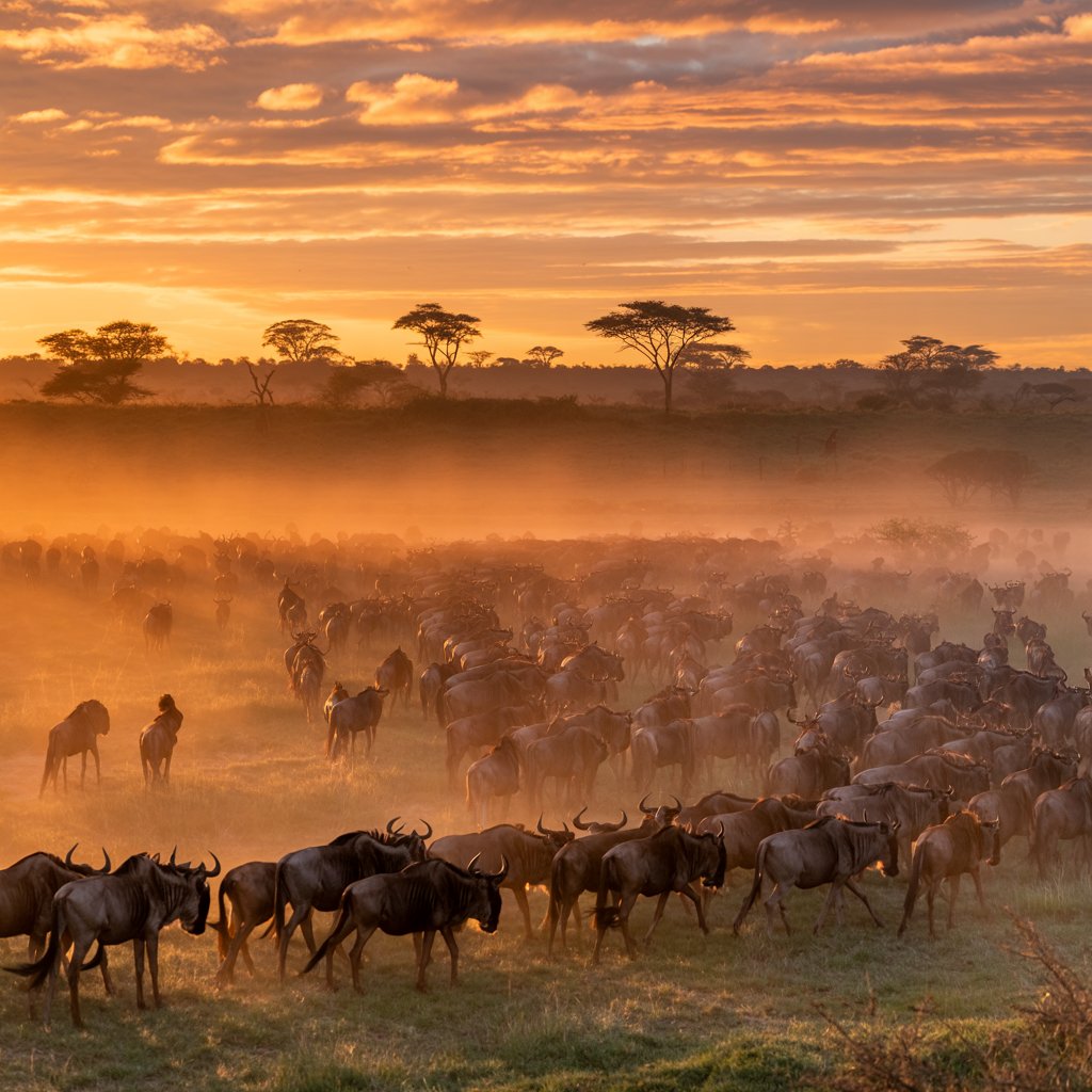 Wildlife Safaris: Best Places to Visit Animals 2026 – Ultimate Guide for US Travelers